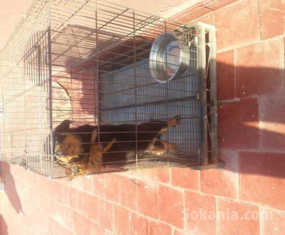 chiots rottwiler royale