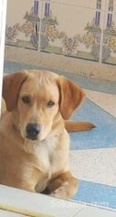Labrador 4mois