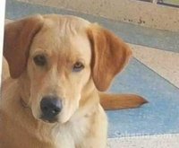 Labrador 4mois