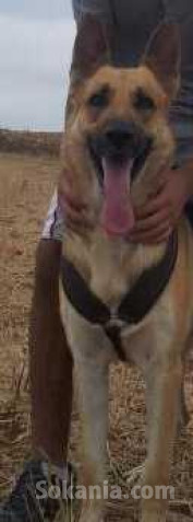 Berger allemand de race pure