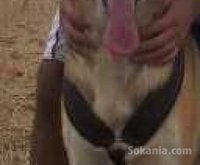 Berger allemand de race pure