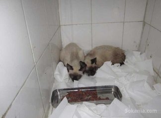 Chatons siamois pure race