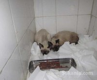 Chatons siamois pure race