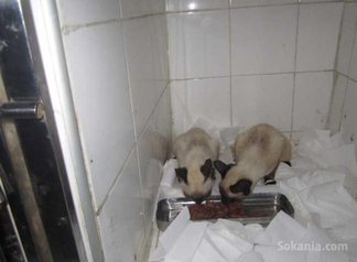 Chatons siamois pure race