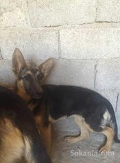 Chien berger allemand Femelle