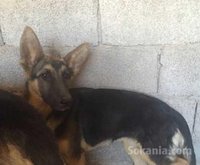 Chien berger allemand Femelle