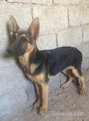 Chien berger allemand Femelle