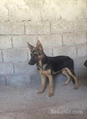 Chien berger allemand Femelle