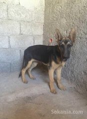 Chien berger allemand Femelle