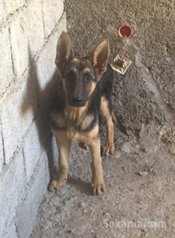 Chien berger allemand Femelle