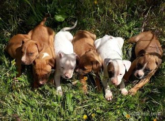 American staffordshire terrier
