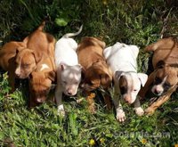 American staffordshire terrier