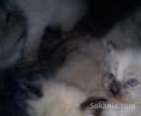 chaton siamois a vendre