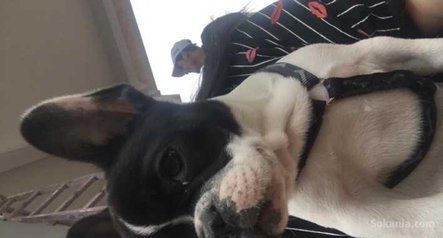 Bulldog français