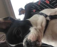 Bulldog français
