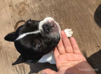 Bulldog français