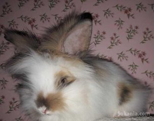 Des lapins angora