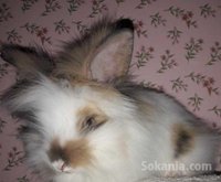 des lapins angora