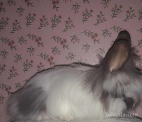 Des lapins angora