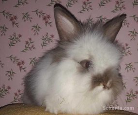 Des lapins angora