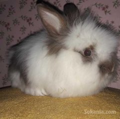 Des lapins angora