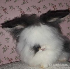Des lapins angora