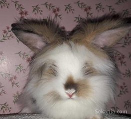 Des lapins angora