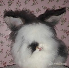 Des lapins angora