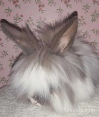 Des lapins angora