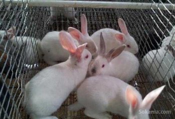 Des Lapins