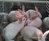 Des Lapins