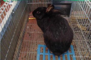 Des Lapins