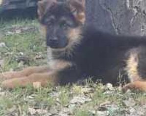 Chiots berger allemand