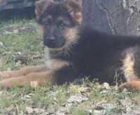 chiots berger allemand