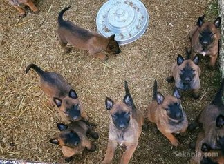 Chiots malinois