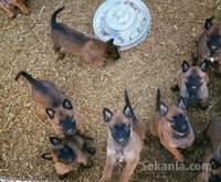 Chiots malinois