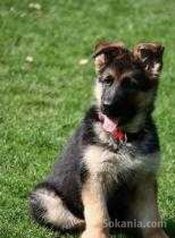 Femeile berger allemand