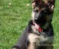 femeile berger allemand