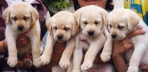 Chiots labrador sablé