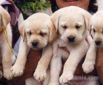 chiots labrador sablé