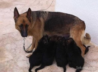 Chiots berger allemand
