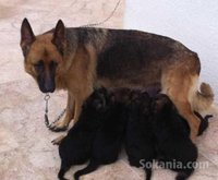 chiots berger allemand