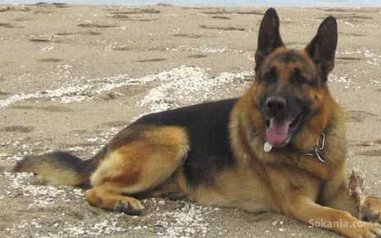 Chiots berger allemand