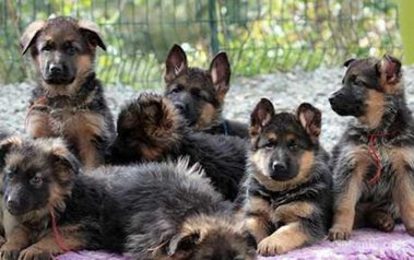 Chiots berger allemand