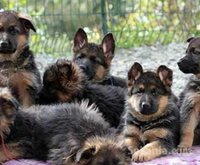 chiots berger allemand