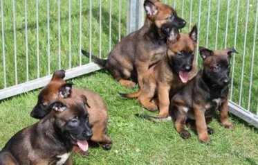 Chiots malinois charbonnier