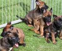 chiots malinois charbonnier