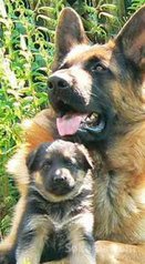Chiots berger allemand