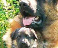 chiots berger allemand
