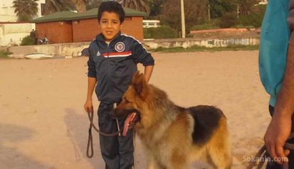 Chiots berger allemand